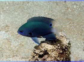 LoxPix Sub-Aqua Image