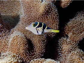 LoxPix Sub-Aqua Image