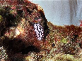 LoxPix Sub-Aqua Image