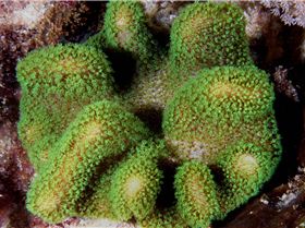 LoxPix Sub-Aqua Image