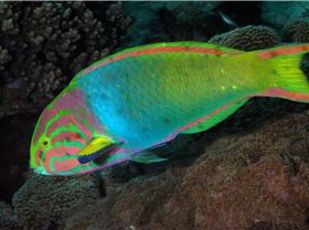 LoxPix Sub-Aqua Image