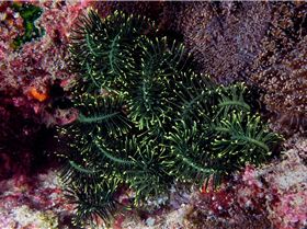 LoxPix Sub-Aqua Image