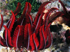 LoxPix Sub-Aqua Image