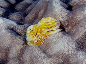 LoxPix Sub-Aqua Image