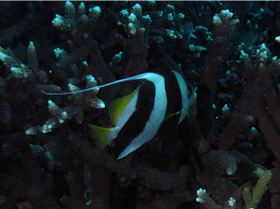 LoxPix Sub-Aqua Image