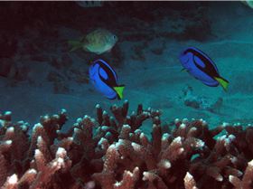 LoxPix Sub-Aqua Image