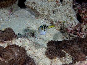 LoxPix Sub-Aqua Image