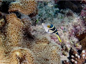 LoxPix Sub-Aqua Image