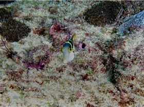 LoxPix Sub-Aqua Image