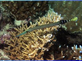 LoxPix Sub-Aqua Image