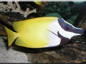 LoxPix Sub-Aqua Image