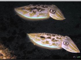 LoxPix Sub-Aqua Image