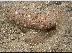 LoxPix Sub-Aqua Image