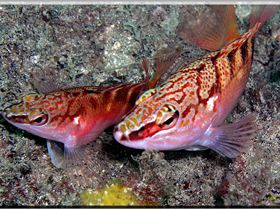 LoxPix Sub-Aqua Image