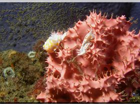 LoxPix Sub-Aqua Image