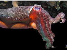 LoxPix Sub-Aqua Image