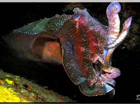 LoxPix Sub-Aqua Image