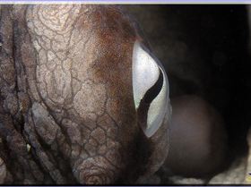 LoxPix Sub-Aqua Image