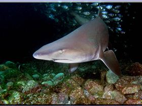 LoxPix Sub-Aqua Image