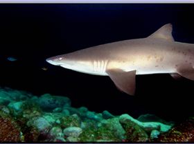 LoxPix Sub-Aqua Image