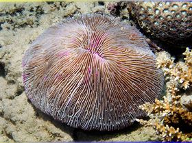 LoxPix Sub-Aqua Image