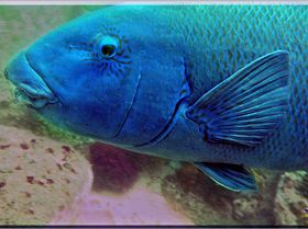 LoxPix Sub-Aqua Image