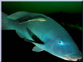 LoxPix Sub-Aqua Image