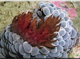 LoxPix Sub-Aqua Image