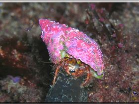 LoxPix Sub-Aqua Image