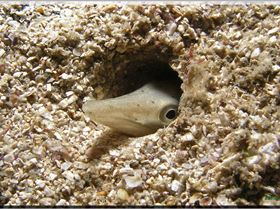 LoxPix Sub-Aqua Image