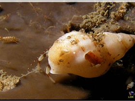 LoxPix Sub-Aqua Image