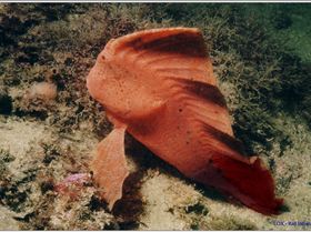 LoxPix Sub-Aqua Image