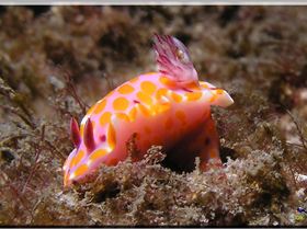 LoxPix Sub-Aqua Image