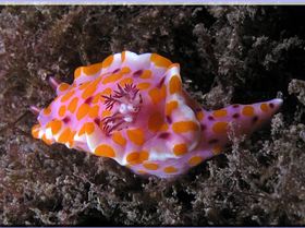 LoxPix Sub-Aqua Image