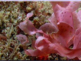 LoxPix Sub-Aqua Image