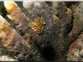 LoxPix Sub-Aqua Image