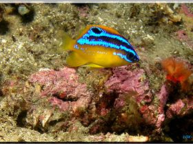 LoxPix Sub-Aqua Image