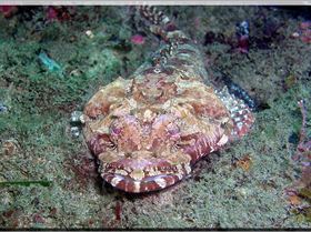 LoxPix Sub-Aqua Image