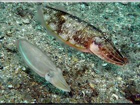 LoxPix Sub-Aqua Image