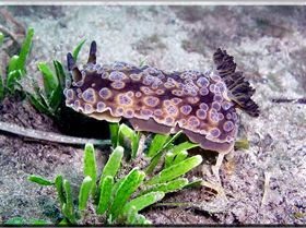 LoxPix Sub-Aqua Image