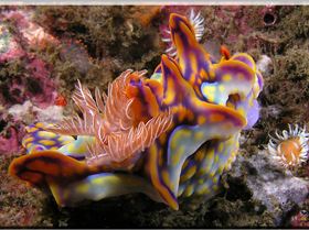 LoxPix Sub-Aqua Image