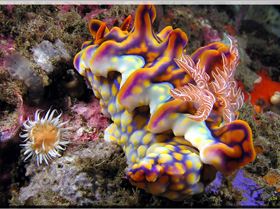 LoxPix Sub-Aqua Image