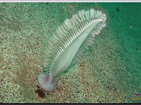 LoxPix Sub-Aqua Image