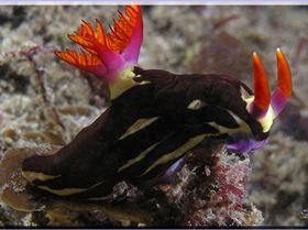 LoxPix Sub-Aqua Image