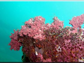 LoxPix Sub-Aqua Image