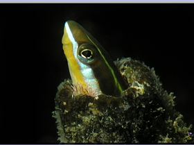 LoxPix Sub-Aqua Image