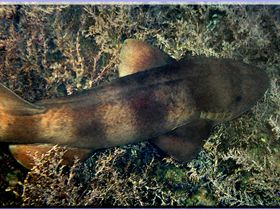 LoxPix Sub-Aqua Image