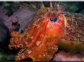 LoxPix Sub-Aqua Image