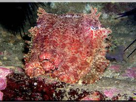 LoxPix Sub-Aqua Image