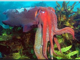 LoxPix Sub-Aqua Image